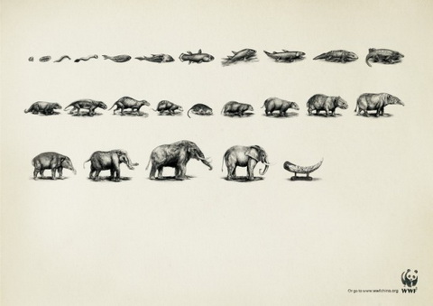 WWF - Stop evolution of this kind!